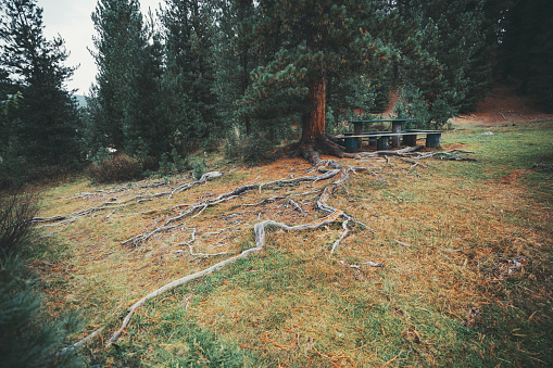 A wide-angle shot of a wide heavy root system of a wild pine tree in the background with a group of wooden benches and a table in the glade of a conifer taiga forest on an autumn day