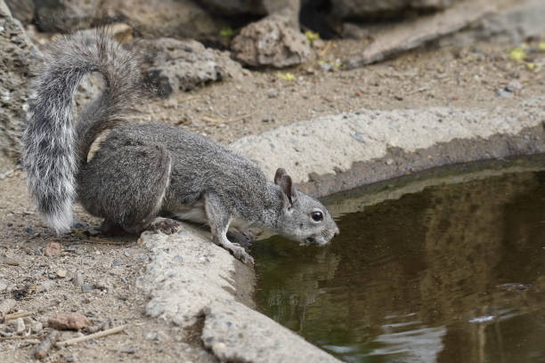 istock Western Gray Squirrel (sciurus griseus) drinking from a pool of water 1440655671