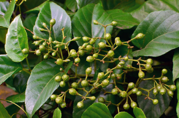 istock Nekemias cantoniensis fruit 1440656243