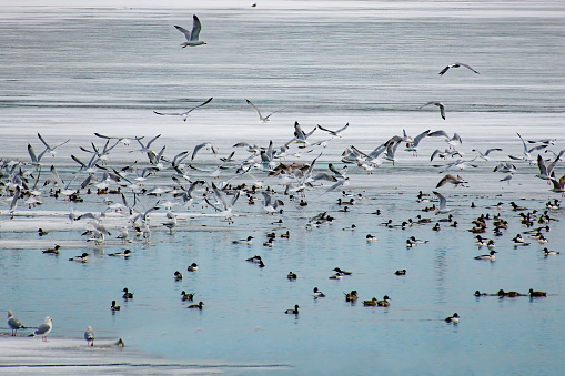 Large flocks of water birds (Mallard, gulls, mergansers, etc.) on partly frozen winter lake in southern Nebraska, USA.