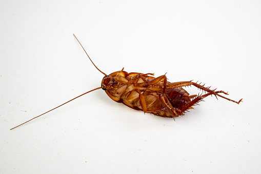 Close-up of a reddish-brown centipede exposed to white