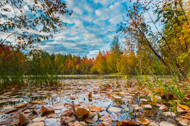istock Forest pond covered with colorful fallen leaves. 1440660431