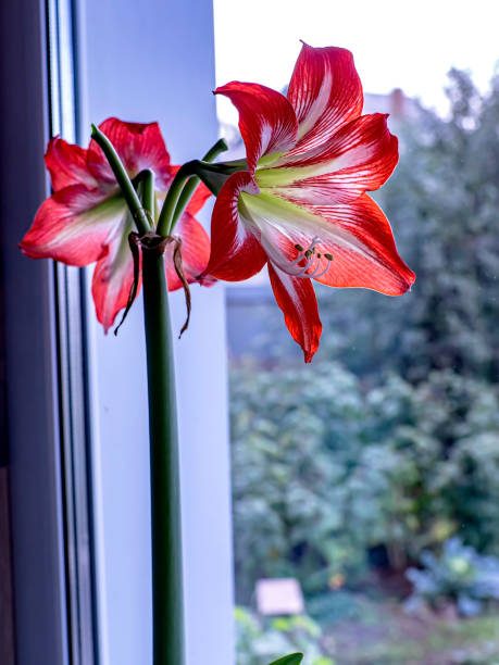 istock large red Amaryllis flowers bloom on the windowsill 1440661423
