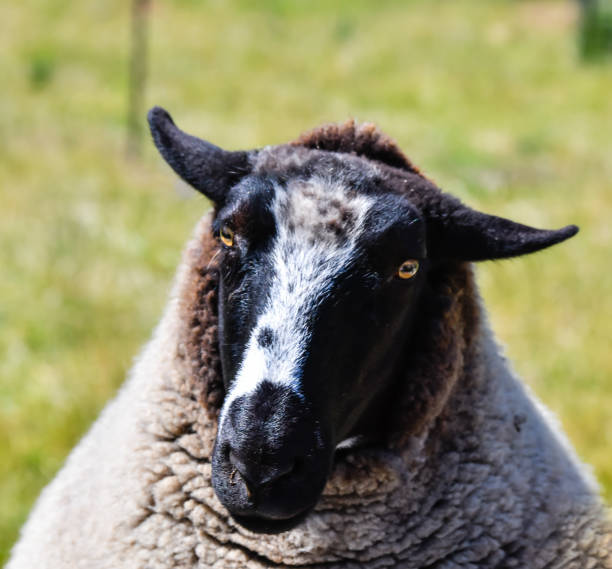 istock Black faced sheep staring at the camera 1440662880