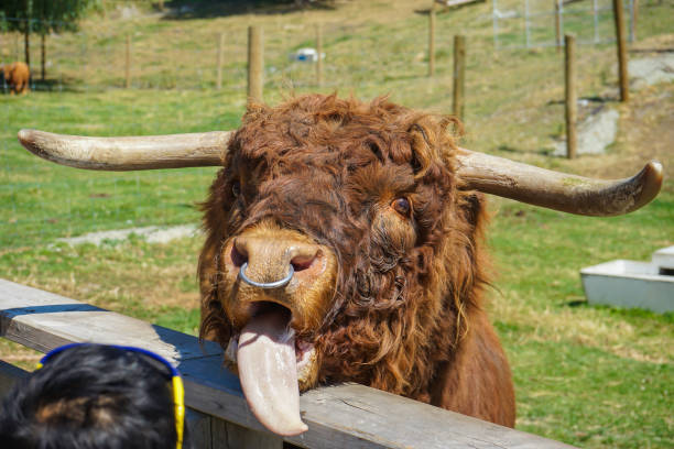 istock Yellow Cow licking for food 1440662923
