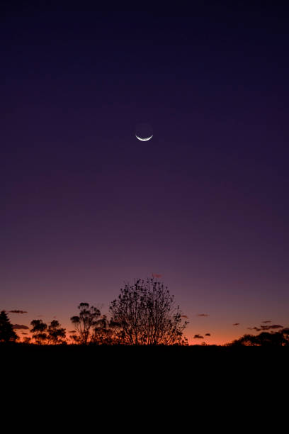 istock Silhouetted tree at sunset, with crescent moon above 1440663753