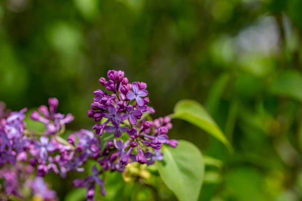 flowers captured in Bohinj valley Slovenia
