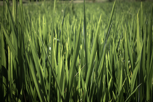 Thailand, Backgrounds, Blue, Brown, Cattail