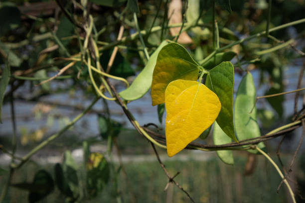 Close up of a fresh green leaf with texture details