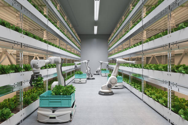Automatic Agricultural Technology With Robots Harvesting Lettuce In Greenhouse stock photo