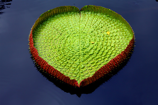 1 red-green victorian lotus leaf in apond with a reflection in the drak blue water