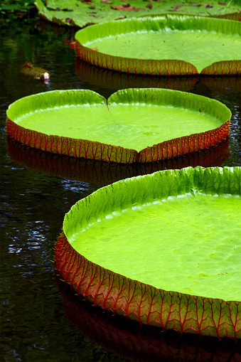 3 red-green victorian lotus leaves in apond with a reflection in the water