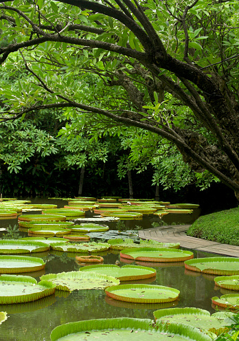 A large victorian lotus is in apond beside awooden walkway 123.jpg