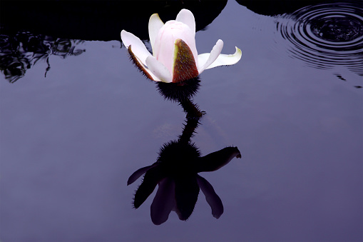 A white victorian lotus is in apond with a reflection in the water