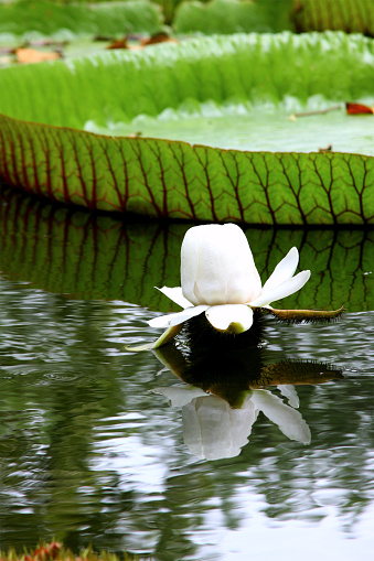 A white victorian lotus is in apond with a reflection in the water against a green lotus leaf background