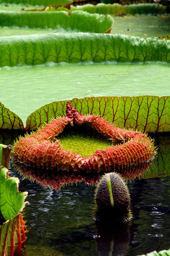 red-green victorian young lotus leaves in apond with a reflection in the water