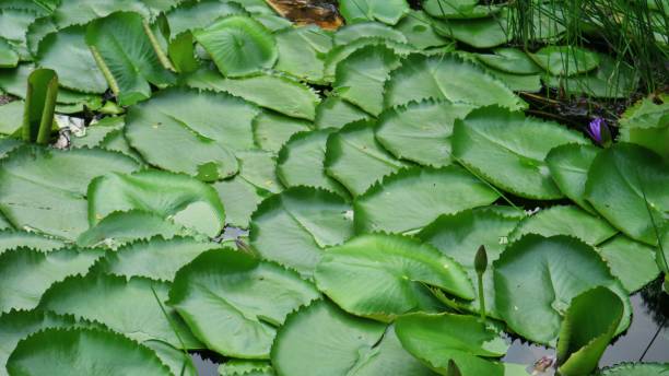 le nénuphar part dans les lacs par une journée ensoleillée.  nymphaea est un genre de plantes aquatiques de la famille des nymphaeaceae. - lotus ornamental garden insect summer photos et images de collection