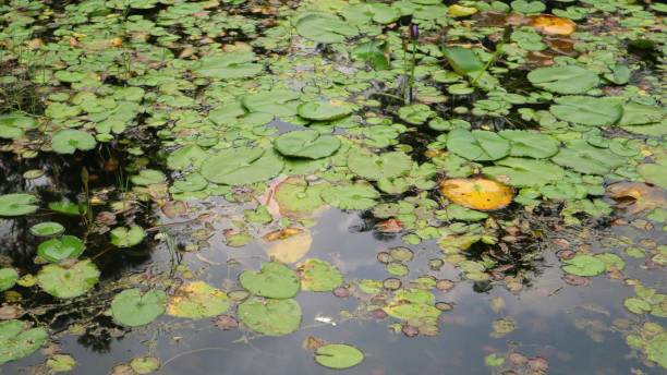 le nénuphar part dans les lacs par une journée ensoleillée.  nymphaea est un genre de plantes aquatiques de la famille des nymphaeaceae. - lotus ornamental garden insect summer photos et images de collection