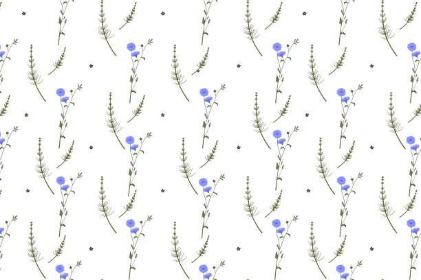 Wild herbs and flowers colorful seamless pattern repeat use of chicory and horsetail Wild herbs and flowers colorful seamless pattern with chicory, horsetail, Vector illustration on white background for on-screen or printed design on paper or fabric white background chicory isolated white stock illustrations