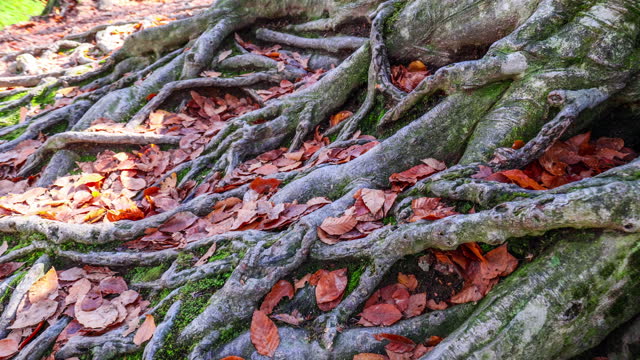 The fallen leaves in autumn are embedded in the gaps of the tree roots