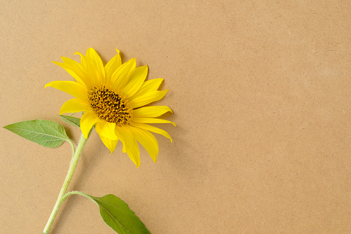 Yellow sunflower on eco friendly brown craft paper or cardboard background. Place for text