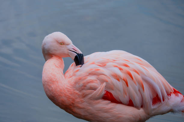 istock african flamingo walking around in water with reflection 1440674602
