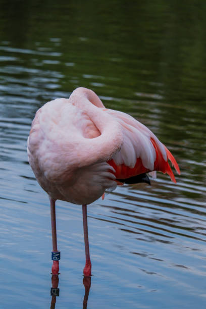 istock african flamingo walking around in water with reflection 1440674677