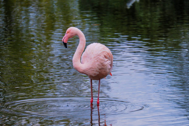 istock african flamingo walking around in water with reflection 1440674890
