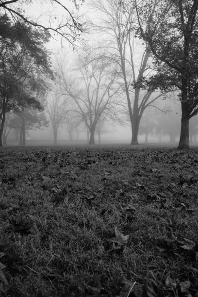 istock Foggy Morning in the park 1440676275