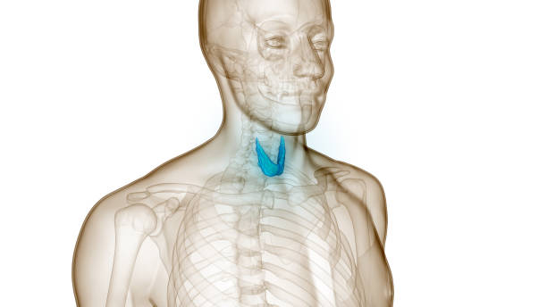 istock Human Body Glands Thyroid Gland Anatomy 1440677880