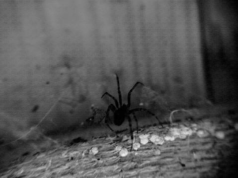 Creepy abstract black silhouette of a spider on a wooden surface.Texture or background.Macrophotography.