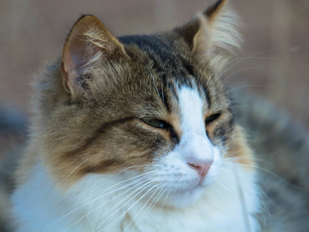 istock A beautiful homeless cat in nature 1440682733