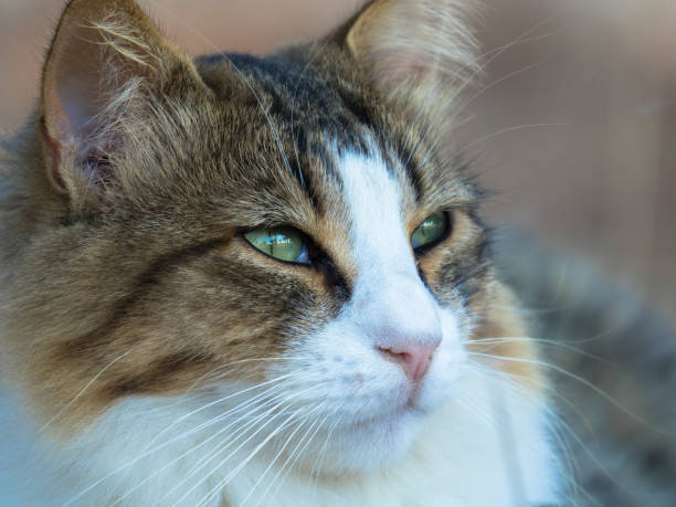 istock A beautiful homeless cat in nature 1440682734