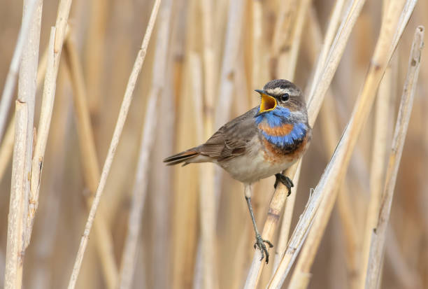 istock Bluethroat, Luscinia svecica. Singing Bird 1440683963