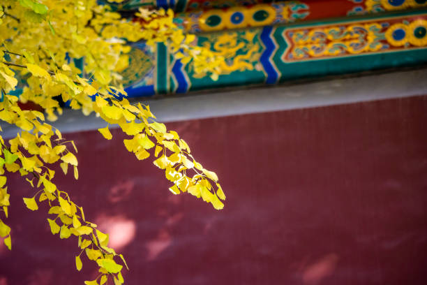 Forbidden City  Autumn