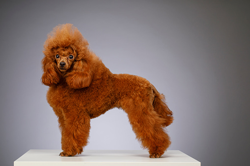 Cute brown ( apricot )  miniature poodle  standing on white wooden table on gray background