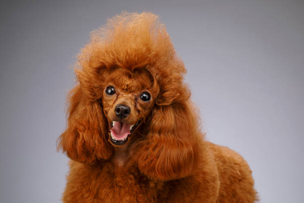 Cute brown ( apricot )  miniature poodle  standing on white wooden table on gray background