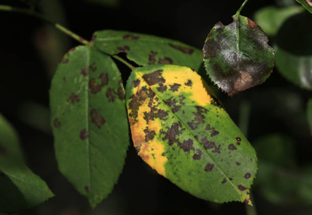istock Rose foliage with plant disease closeup 1440686099