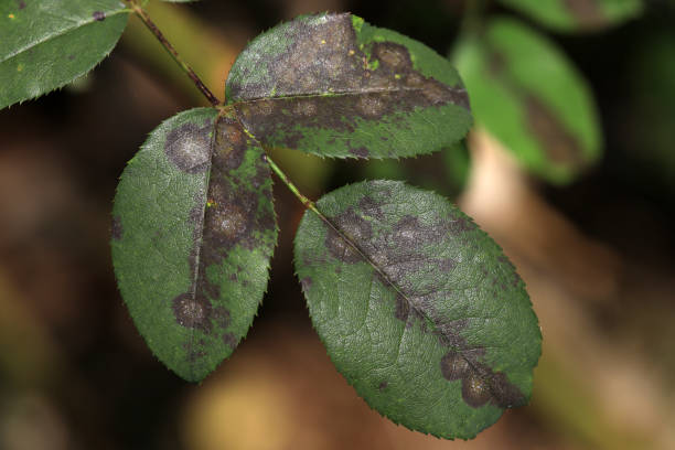 istock Rose foliage with plant disease closeup 1440686414
