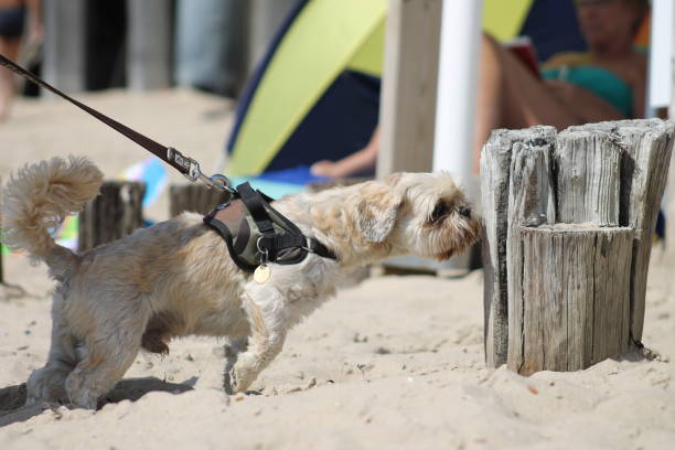 This is a photo of a Shih-tzu dog walking on a beach.