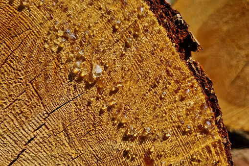 Close-up of a cut tree, resin of a tree