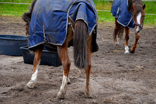 The horses on the pasture in the paddock are curious. they have a halter with a carabiner and a modern blanket cover against the cold. it's a rainy day, wet fur on the horses' backs, dirty with mud and dirt, raincoat, abused, neglect, warmth