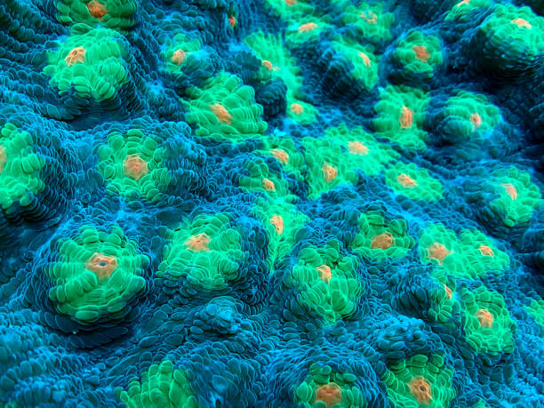 istock Closed Brain Coral Favia 1440689171