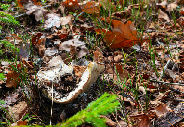 istock A large white mushroom grew under a spruce in the autumn forest 1440689309