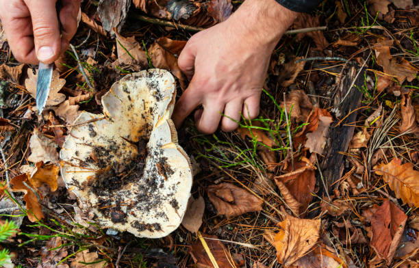 istock A large white mushroom grew under a spruce in the autumn forest 1440689310