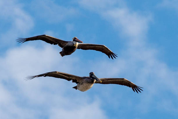 two pelicans [pelecanus occidentalis] flying in formation in blue sky over the central coast of california united states - american white pelican imagens e fotografias de stock