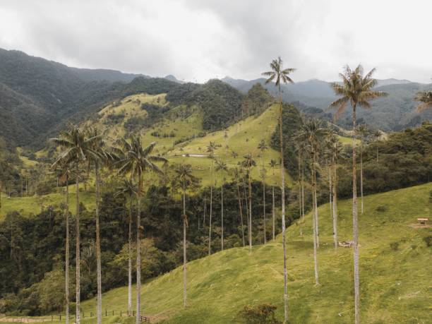 istock Wax pam trees in the green Cocoa valley 1440690403