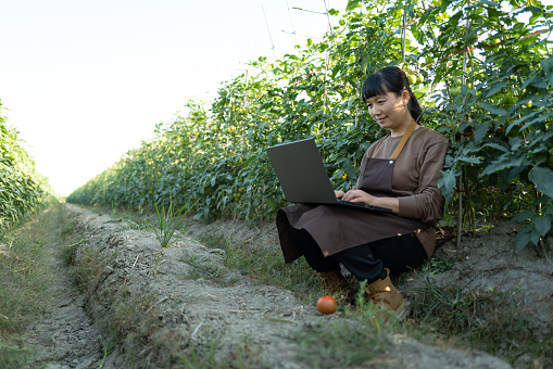 Female farmer in Fujian province, China checks the growth of tomatoes with a computer in the field