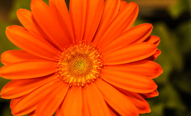 Carrot orange Barberton daisy . Frontal view . Close up stock photo
