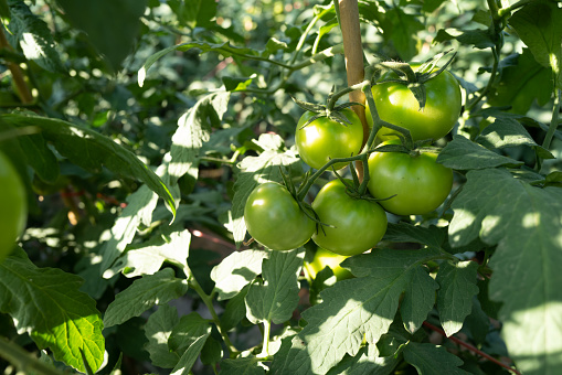 green unripe tomatoes